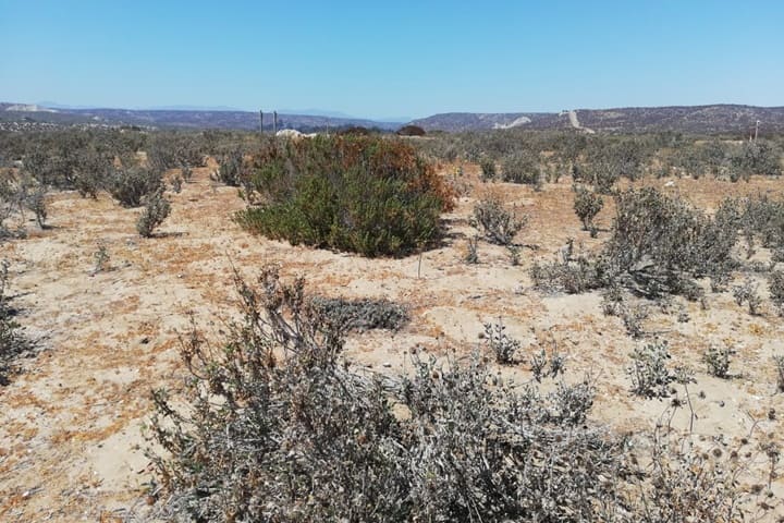 terreno en venta tongoy coquimbo