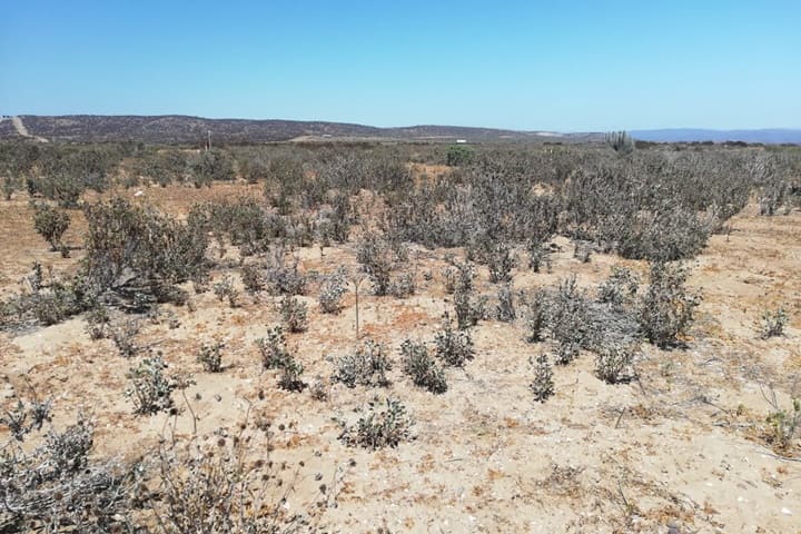 terreno en venta tongoy coquimbo